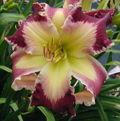 Blood of the Martyrs